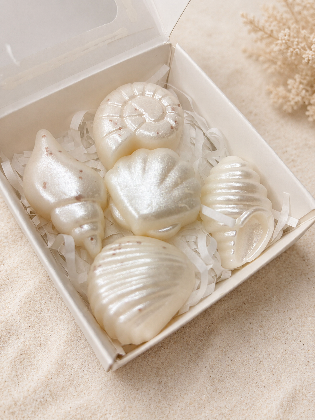 Tide Kissed Seashells